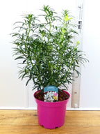 Choisya 'Scented Gem' (3ltr)