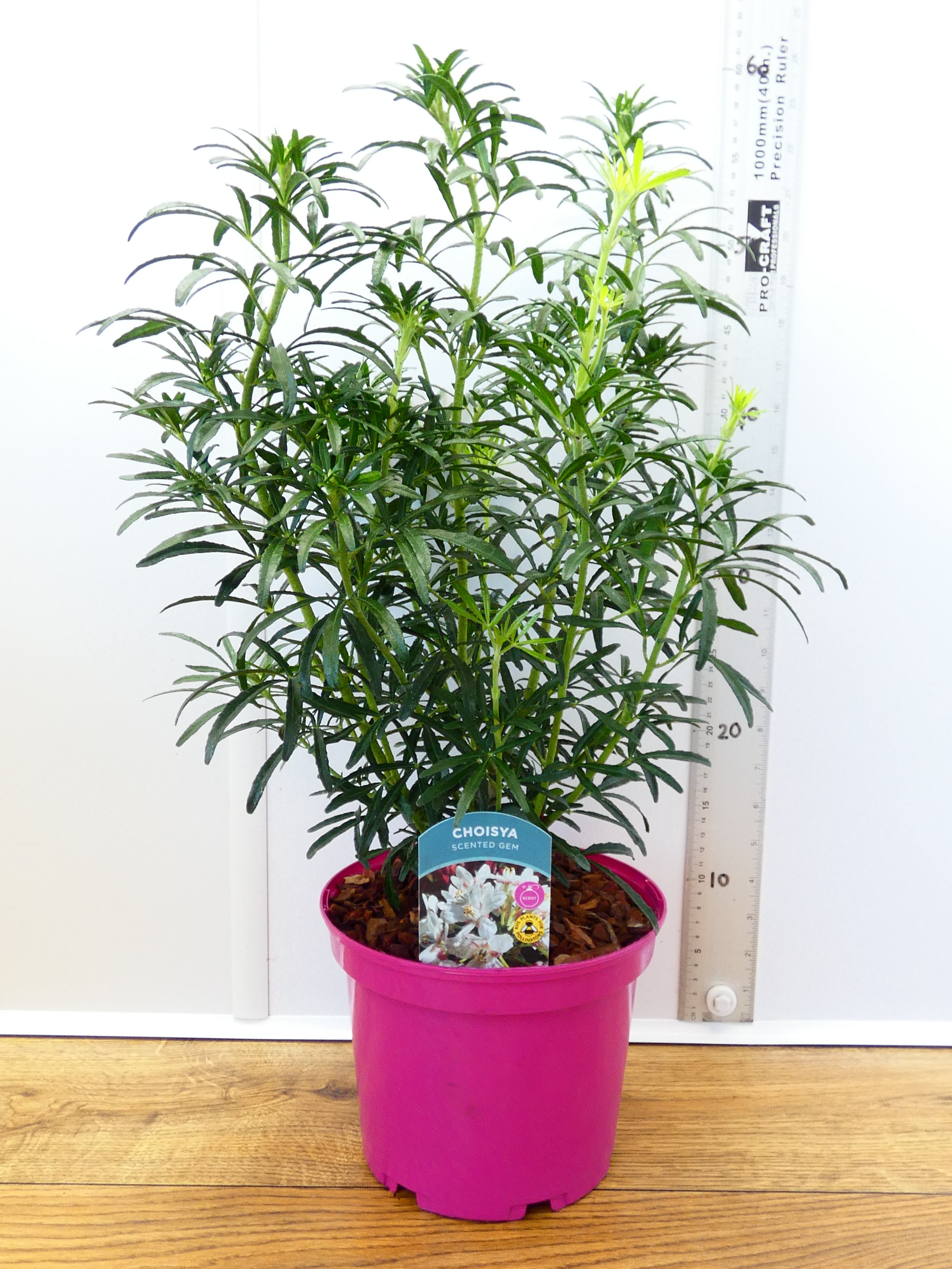 Choisya 'Scented Gem' (3ltr)