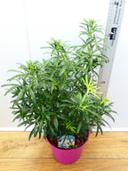 Choisya 'Scented Gem' (3ltr)