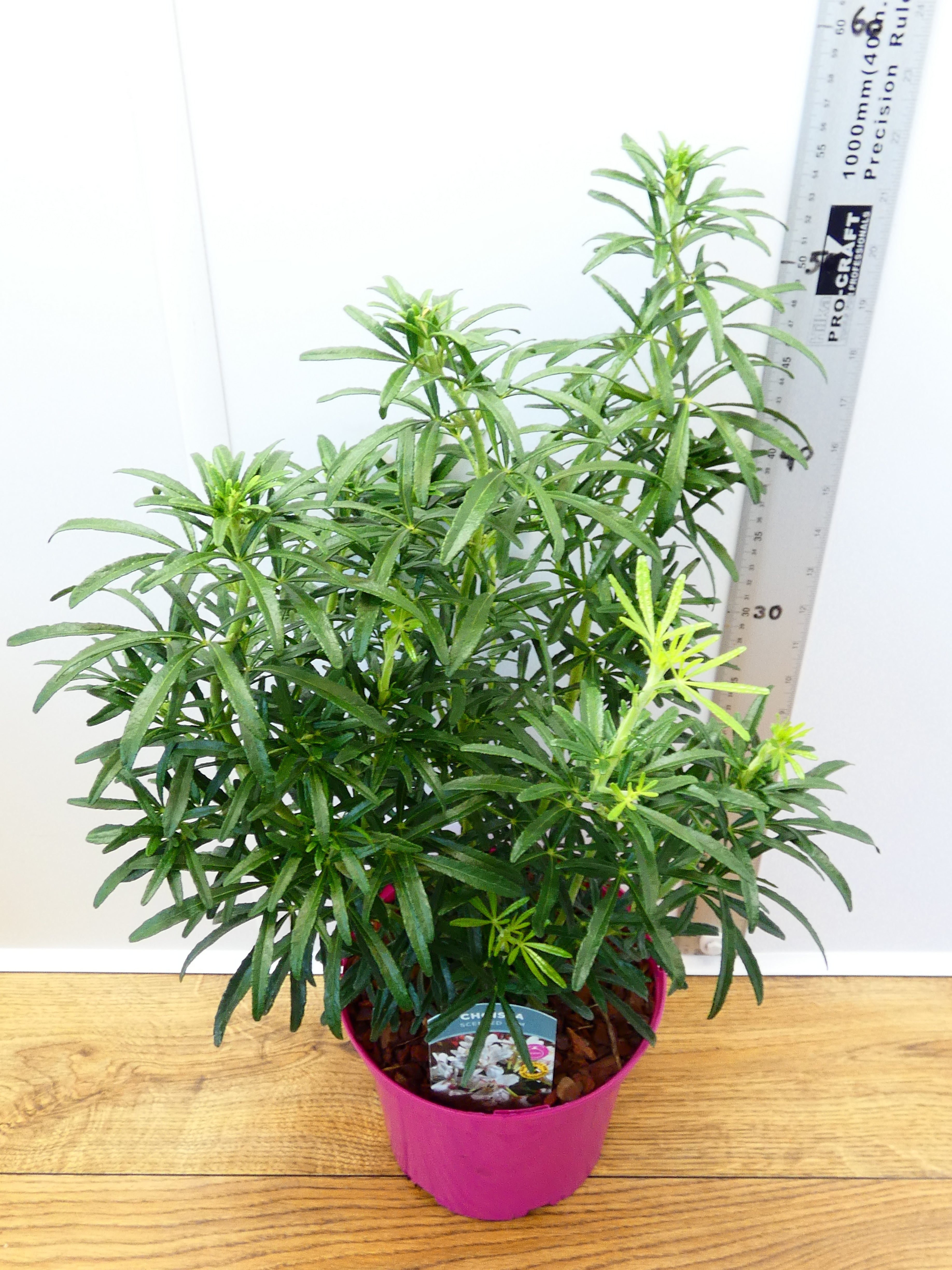 Choisya 'Scented Gem' (3ltr)