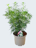 Choisya 'White Dazzler' (3ltr)