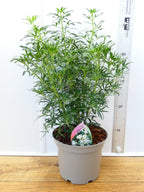 Choisya 'White Dazzler' (3ltr)