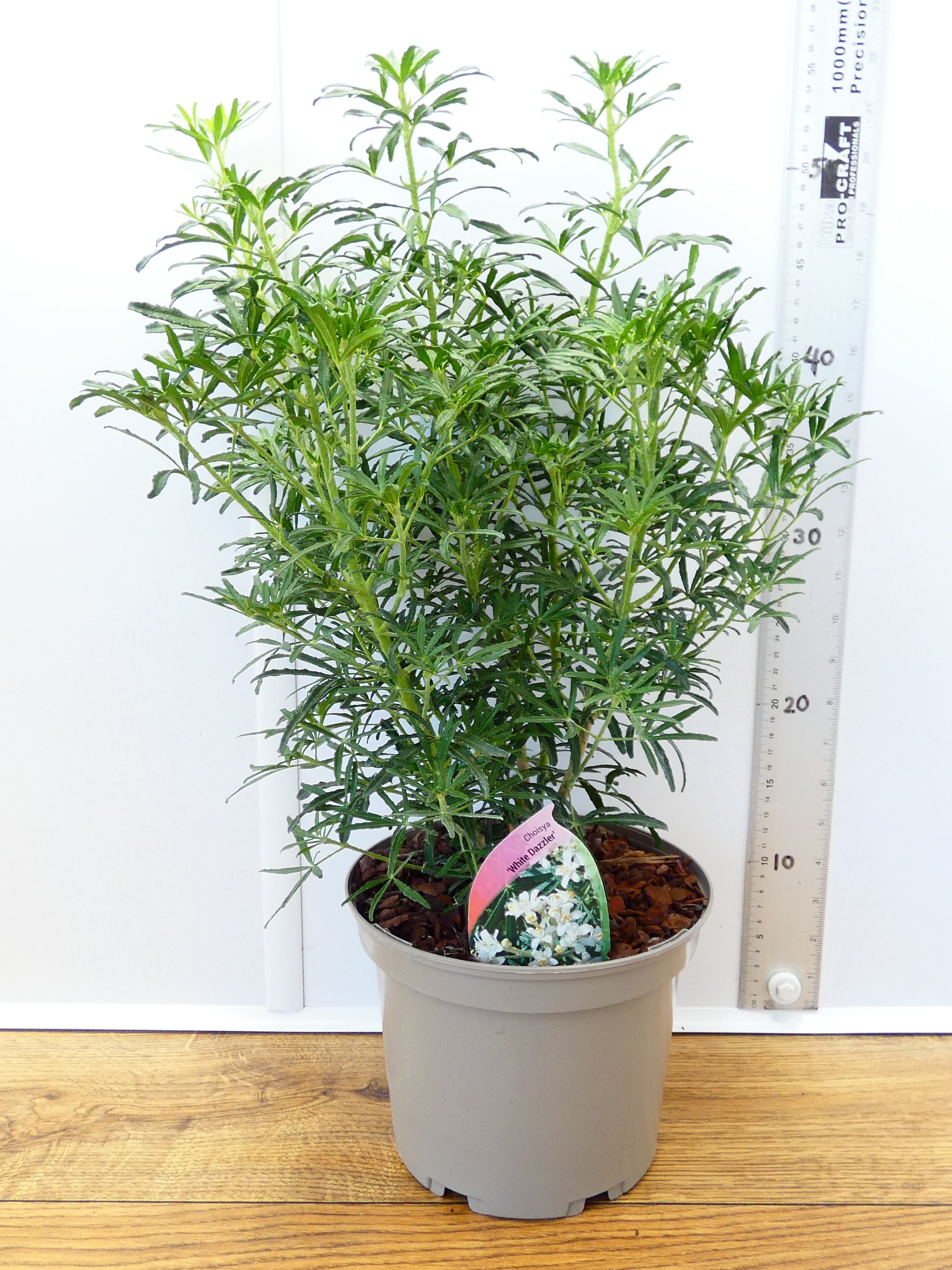 Choisya 'White Dazzler' (3ltr)