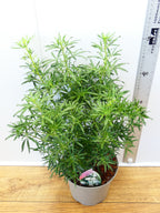 Choisya 'White Dazzler' (3ltr)