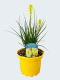 Kniphofia 'Poco Citron' (2ltr)