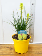 Kniphofia 'Poco Citron' (2ltr)