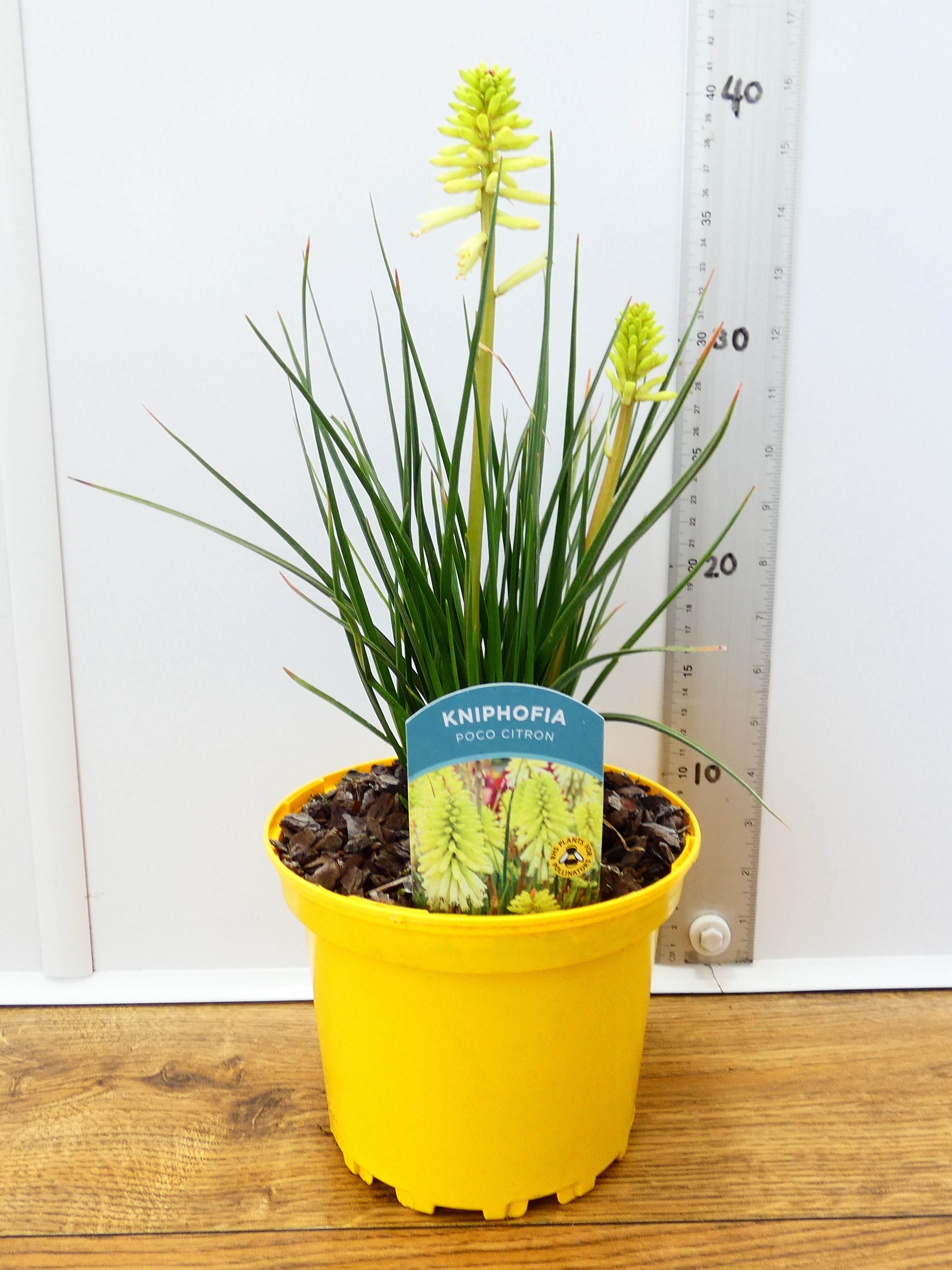 Kniphofia 'Poco Citron' (2ltr)