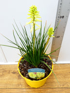 Kniphofia 'Poco Citron' (2ltr)