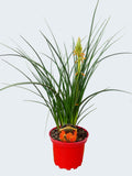 Kniphofia 'Papaya Popsicle' (2ltr)