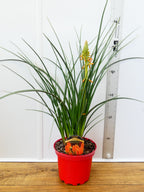 Kniphofia 'Papaya Popsicle' (2ltr)