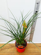 Kniphofia 'Papaya Popsicle' (2ltr)