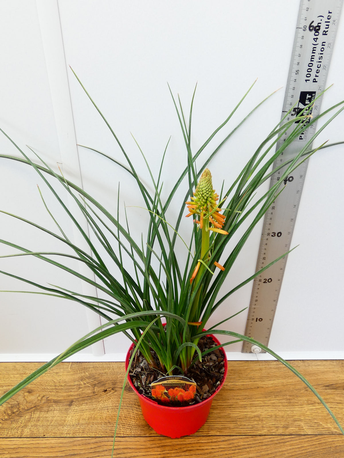 Kniphofia 'Papaya Popsicle' (2ltr)