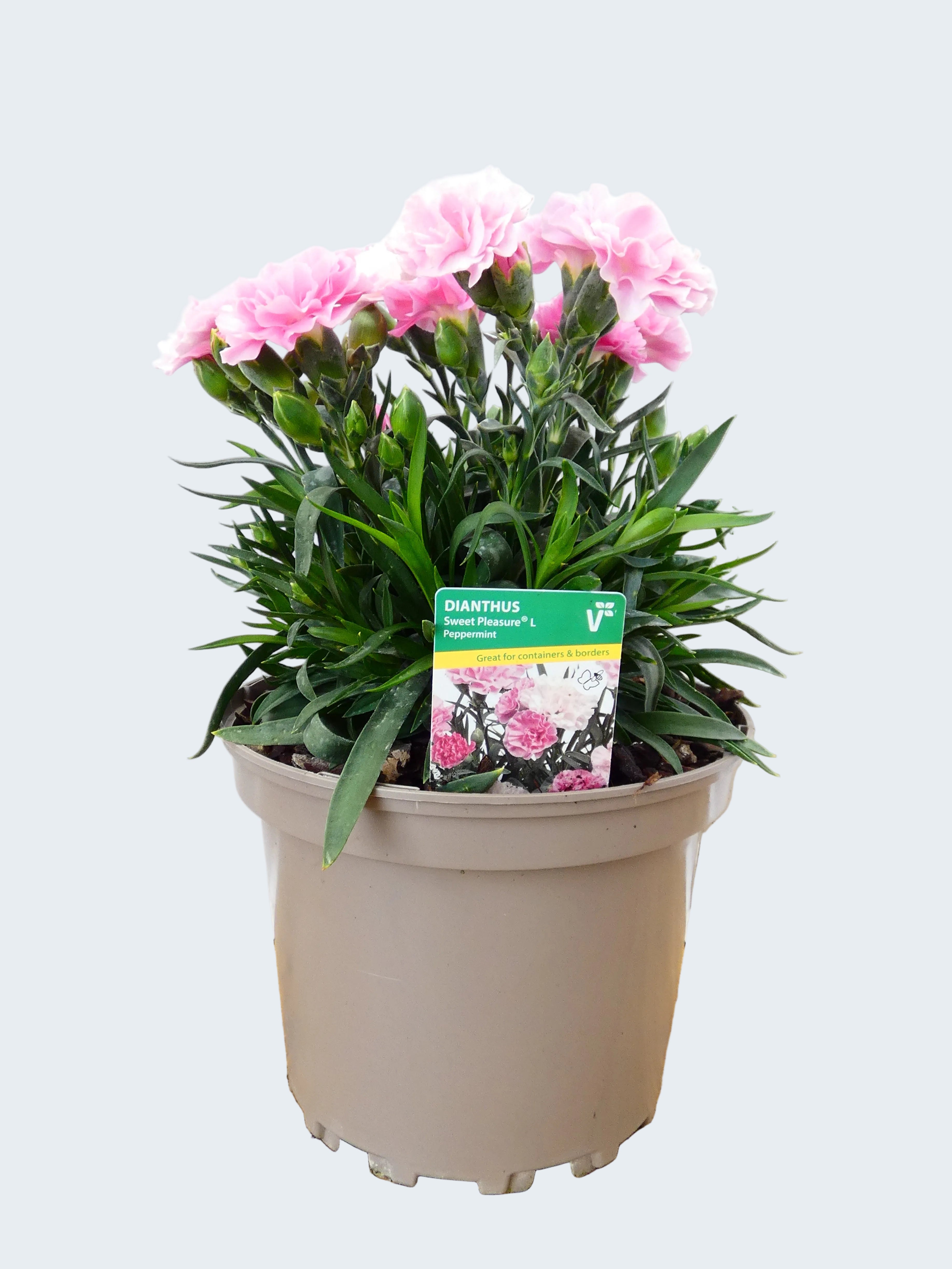 Dianthus Sweet pleasure 'Peppermint' (2ltr)
