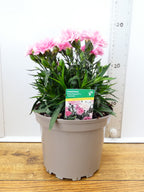 Dianthus Sweet pleasure 'Peppermint' (2ltr)