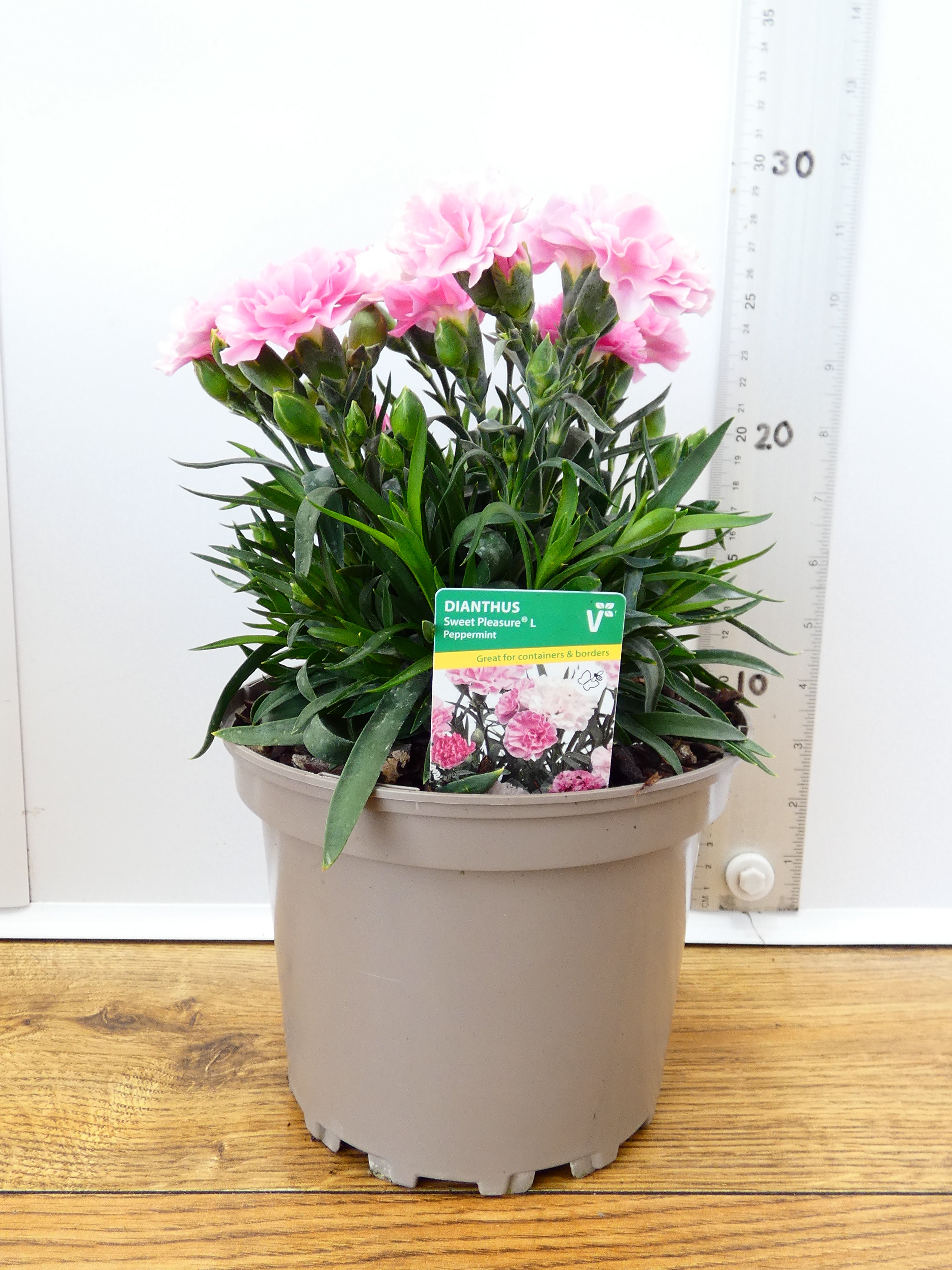 Dianthus Sweet pleasure 'Peppermint' (2ltr)