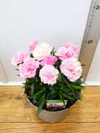 Dianthus Sweet pleasure 'Peppermint' (2ltr)