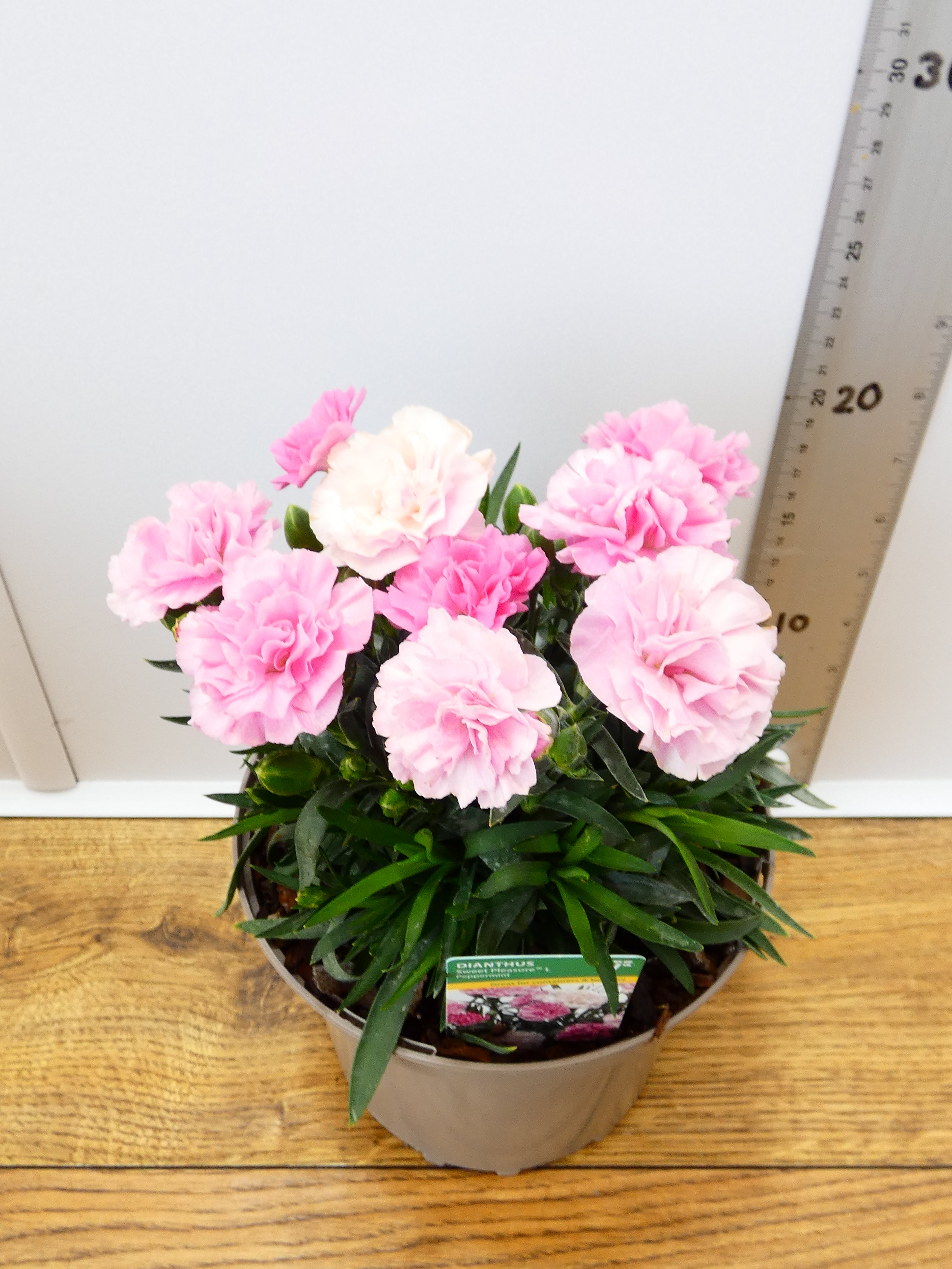 Dianthus Sweet pleasure 'Peppermint' (2ltr)