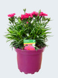 Dianthus Sweet pleasure 'Cherry Eye' (2ltr)