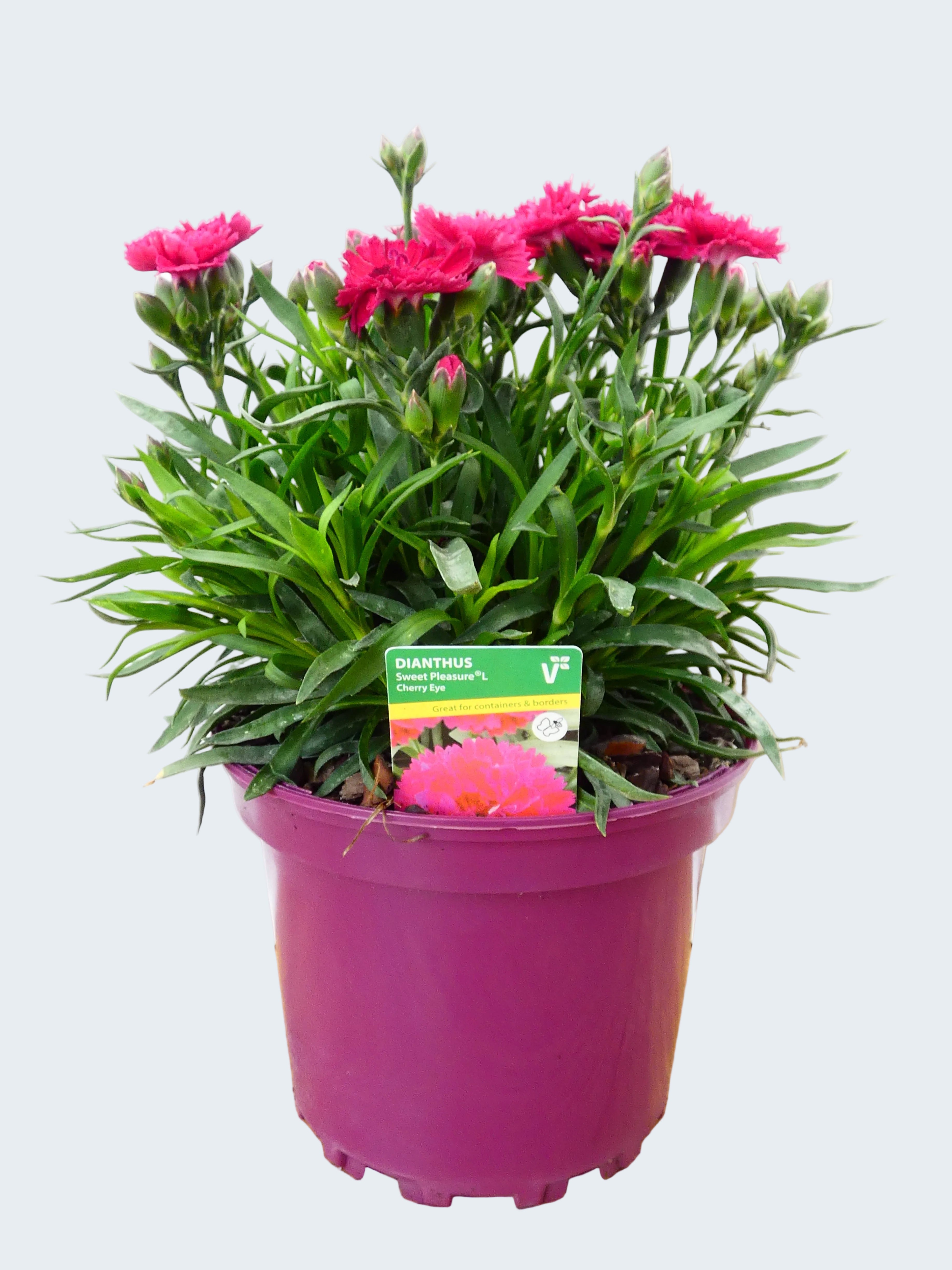 Dianthus Sweet pleasure 'Cherry Eye' (2ltr)