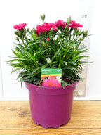 Dianthus Sweet pleasure 'Cherry Eye' (2ltr)