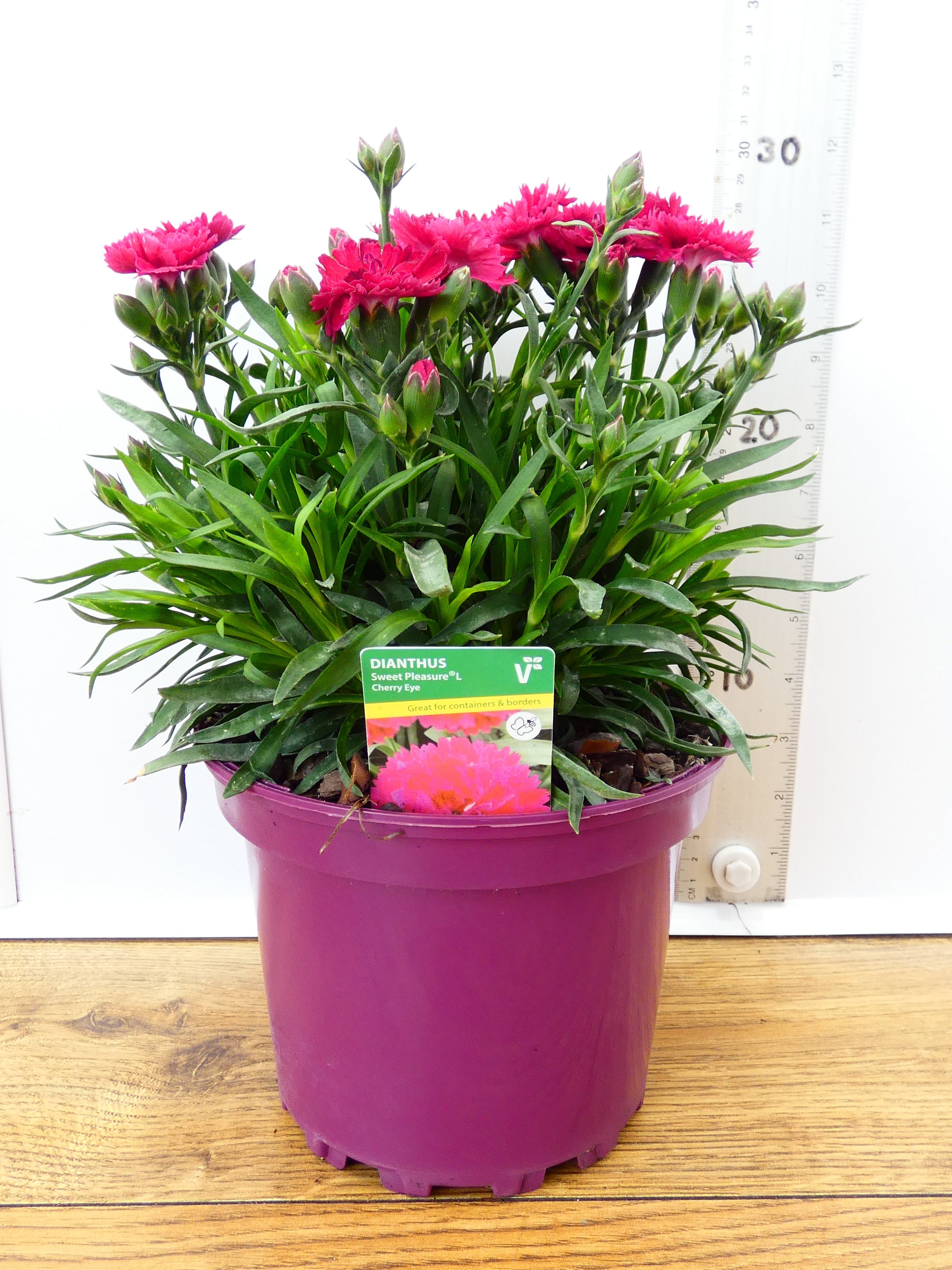 Dianthus Sweet pleasure 'Cherry Eye' (2ltr)