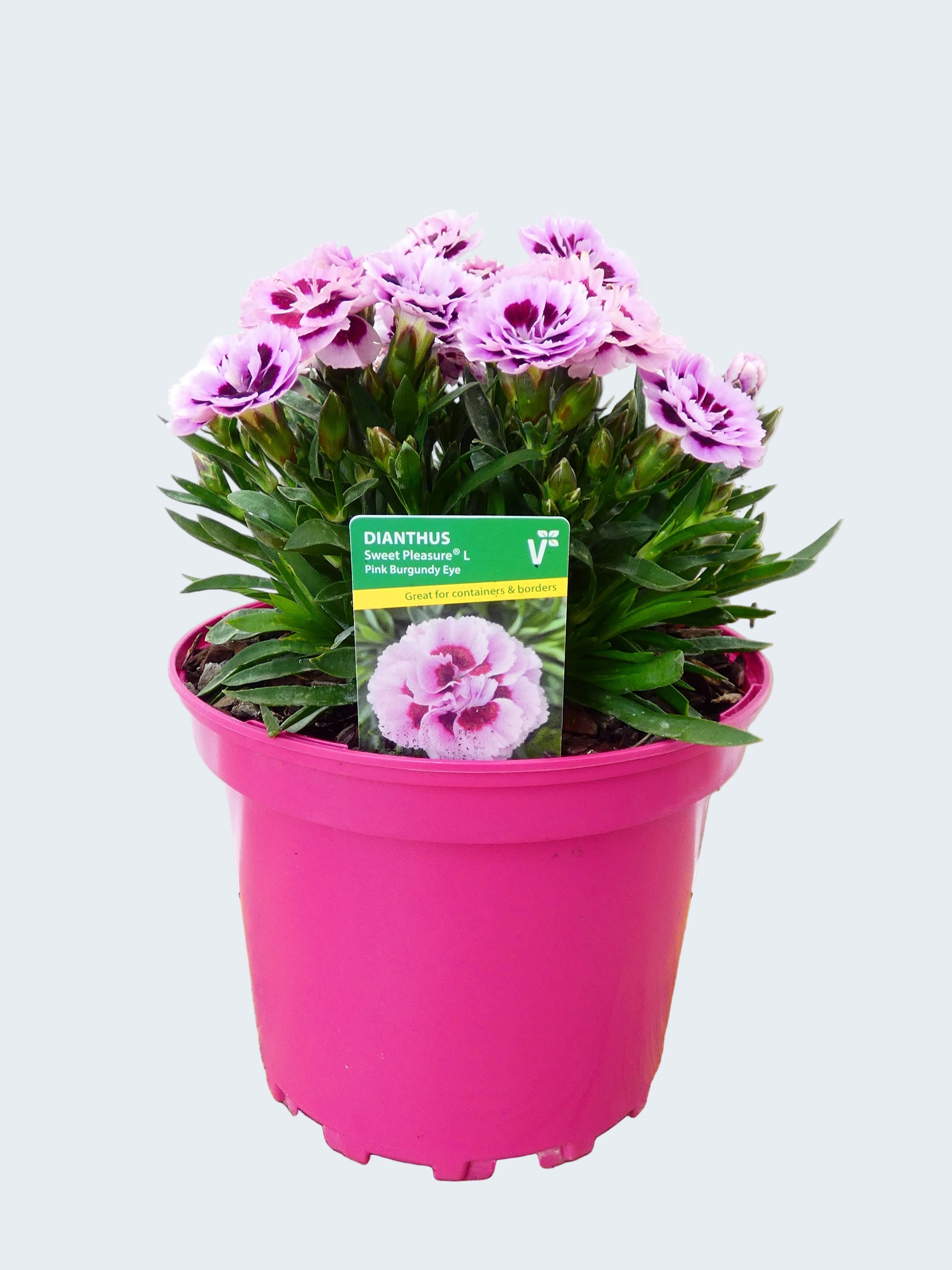 Dianthus Sweet pleasure 'Pink Burgundy Eye' (2ltr)