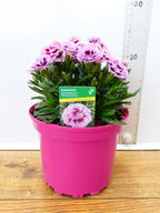 Dianthus Sweet pleasure 'Pink Burgundy Eye' (2ltr)