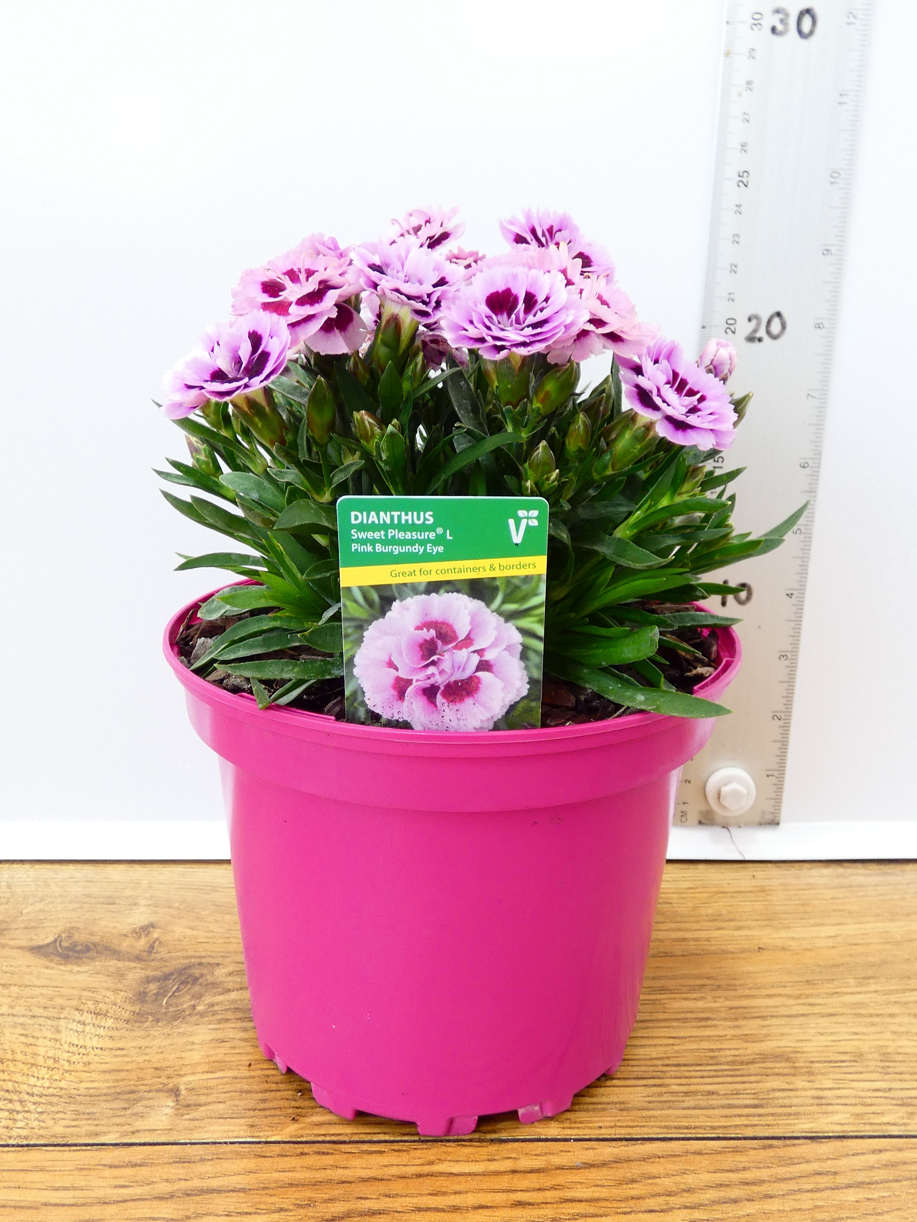 Dianthus Sweet pleasure 'Pink Burgundy Eye' (2ltr)