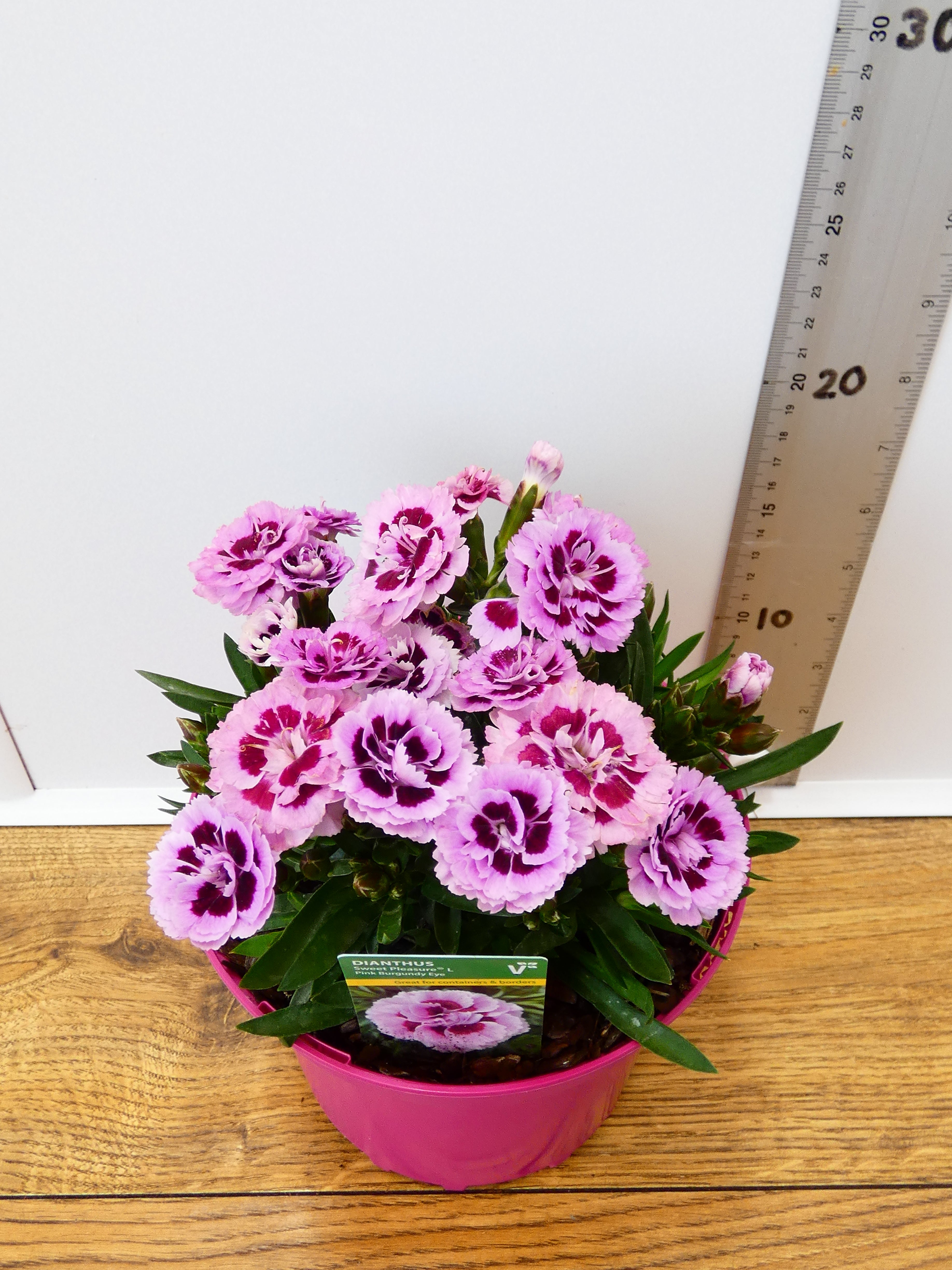 Dianthus Sweet pleasure 'Pink Burgundy Eye' (2ltr)