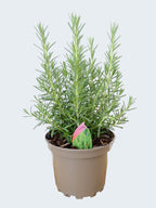 Rosemary 'Arp' (2ltr)