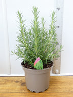 Rosemary 'Arp' (2ltr)