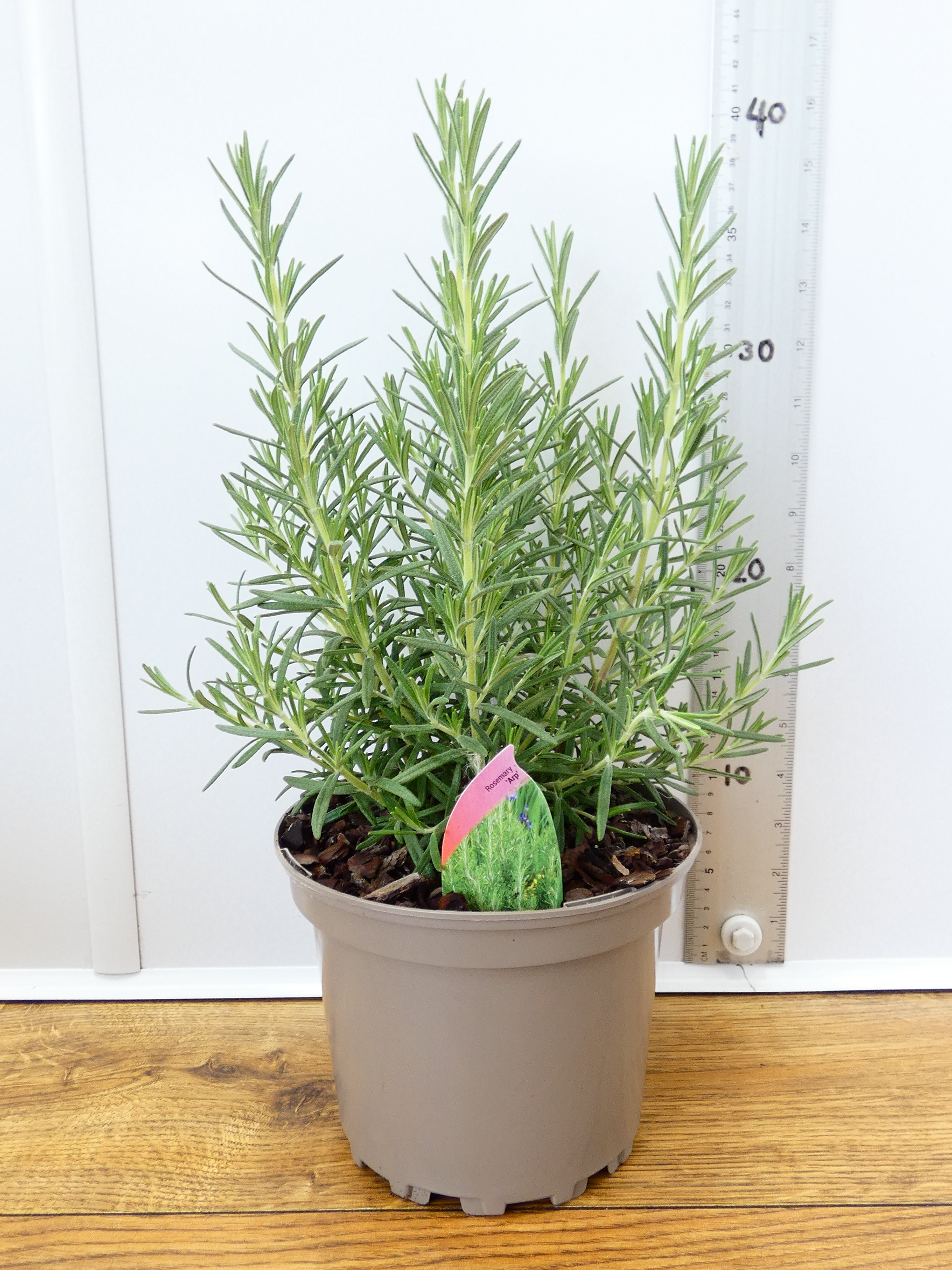 Rosemary 'Arp' (2ltr)