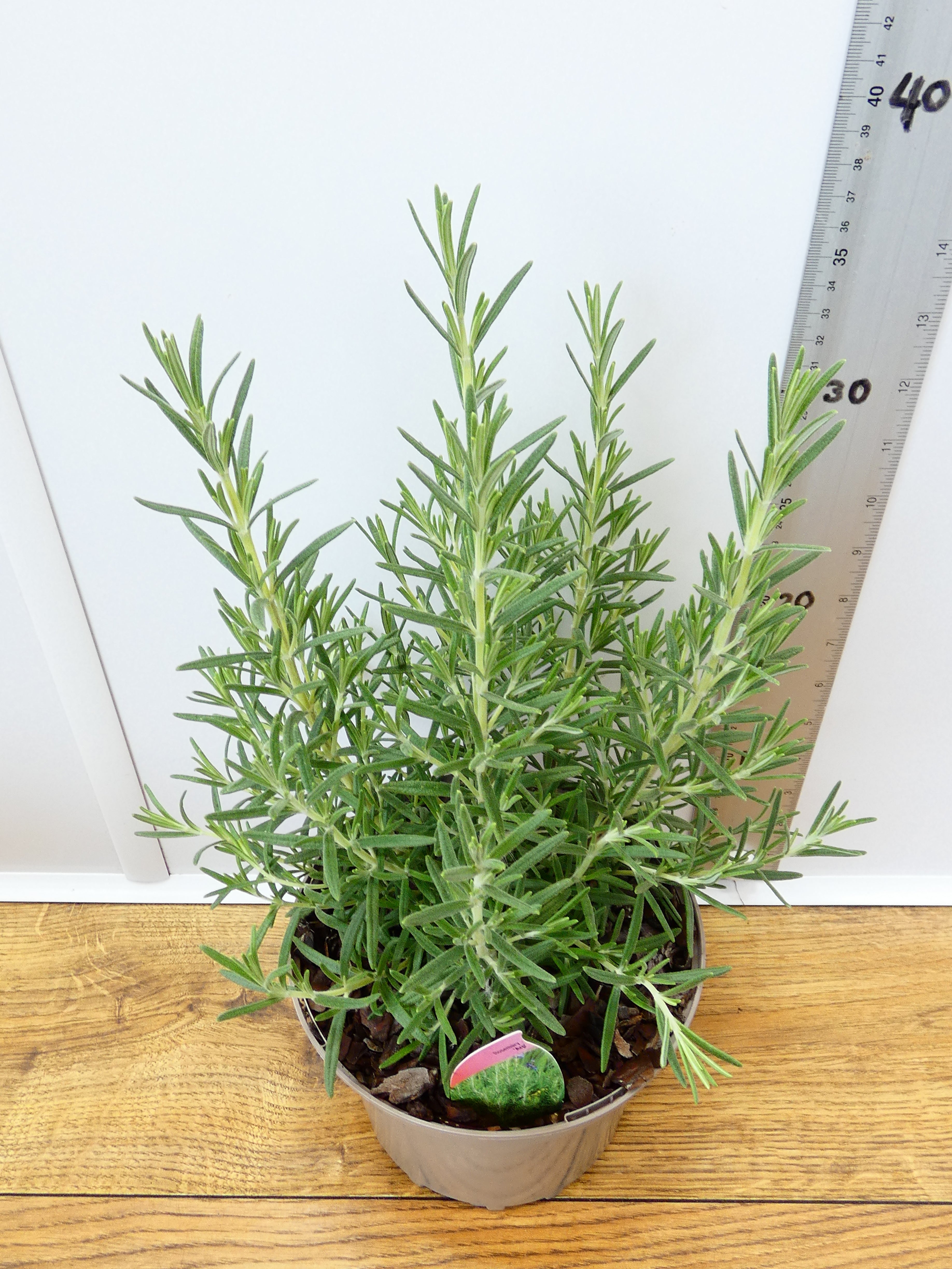 Rosemary 'Arp' (2ltr)