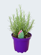 Rosemary 'Miss Jessopps upright' (2ltr)