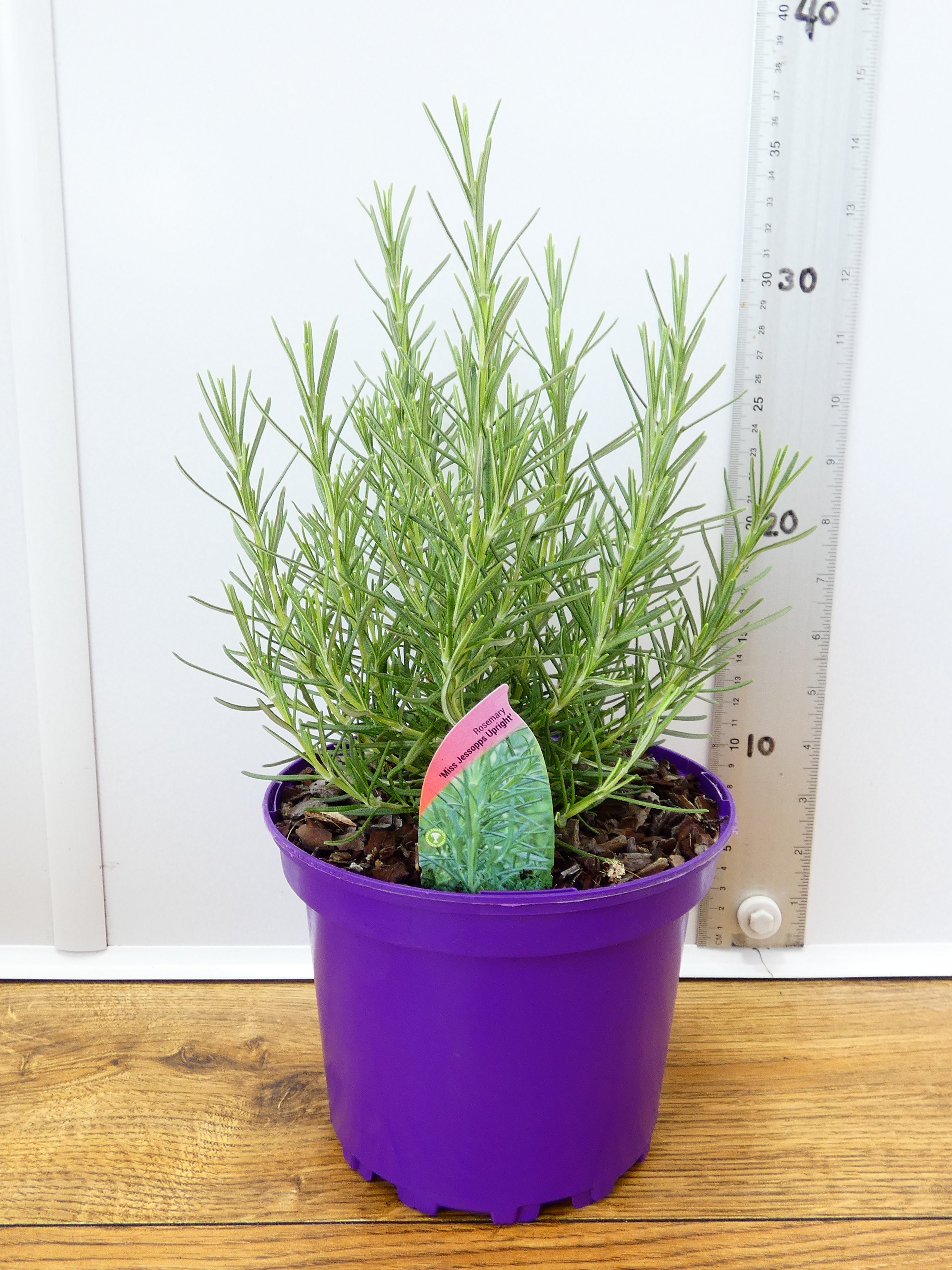 Rosemary 'Miss Jessopps upright' (2ltr)