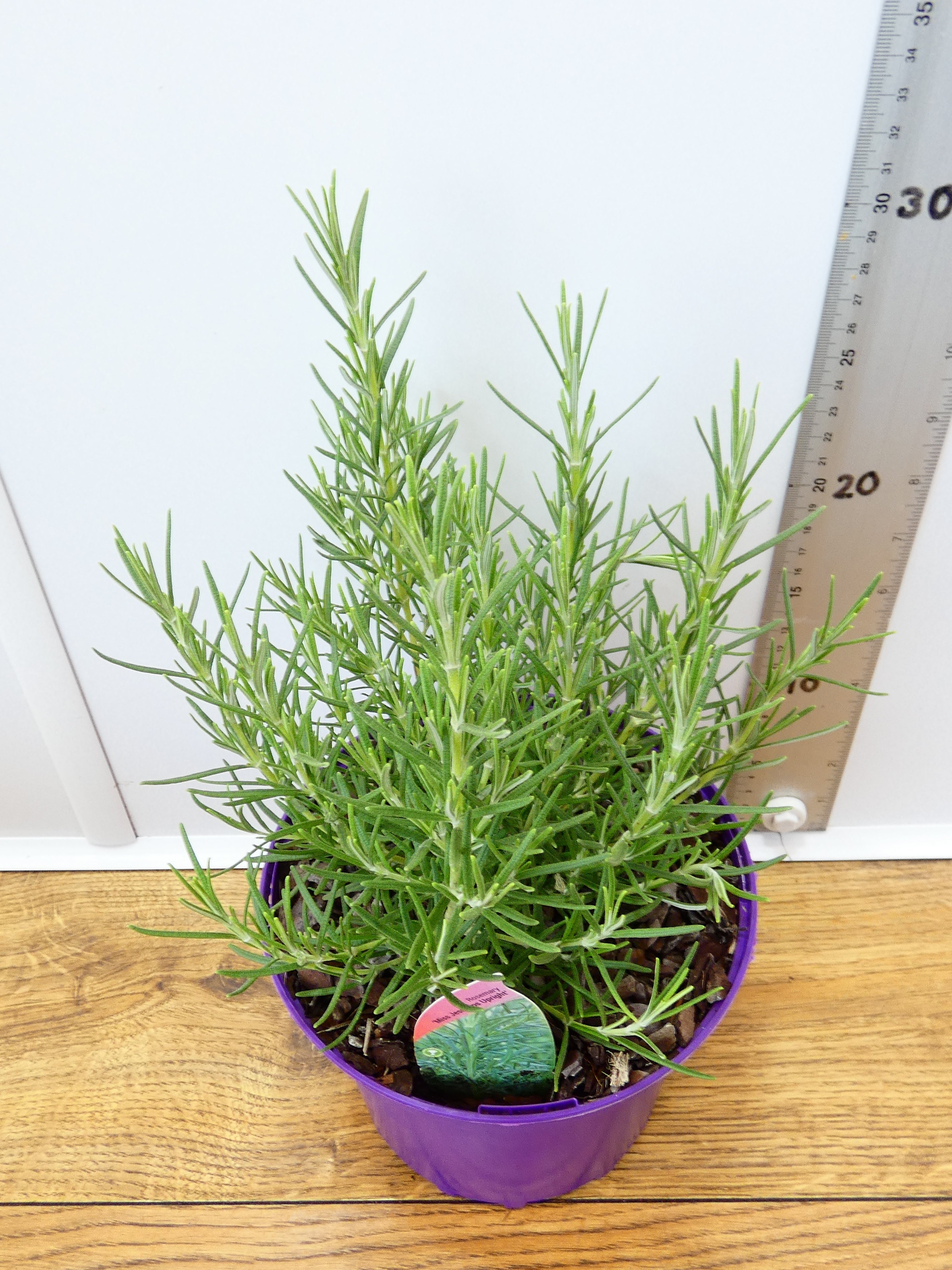 Rosemary 'Miss Jessopps upright' (2ltr)