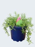 Rosemary 'Prostratus' (2ltr)