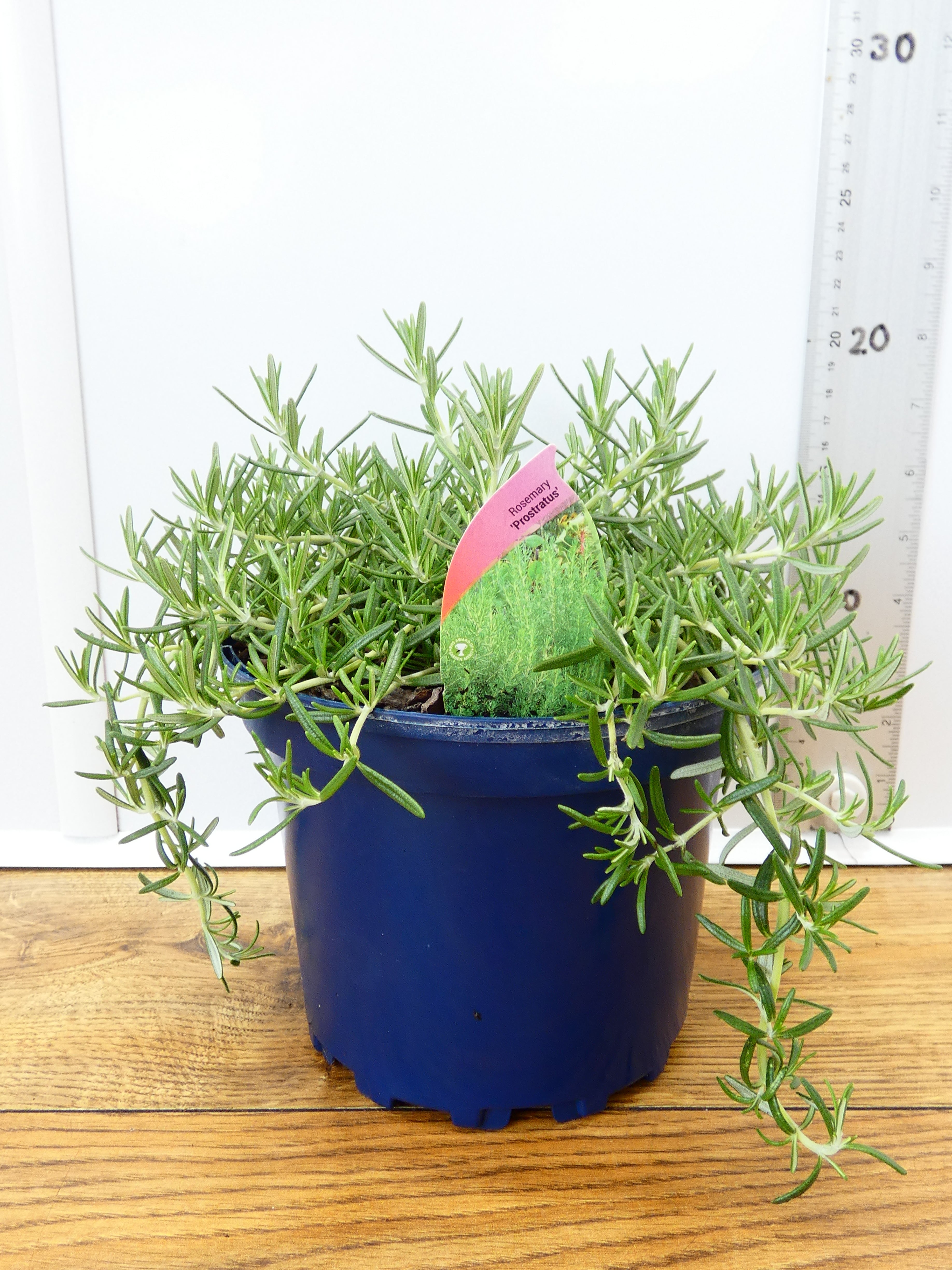 Rosemary 'Prostratus' (2ltr)