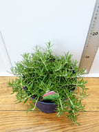 Rosemary 'Prostratus' (2ltr)