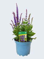 Salvia 'Ost Friesland' (2ltr)