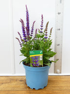 Salvia 'Ost Friesland' (2ltr)