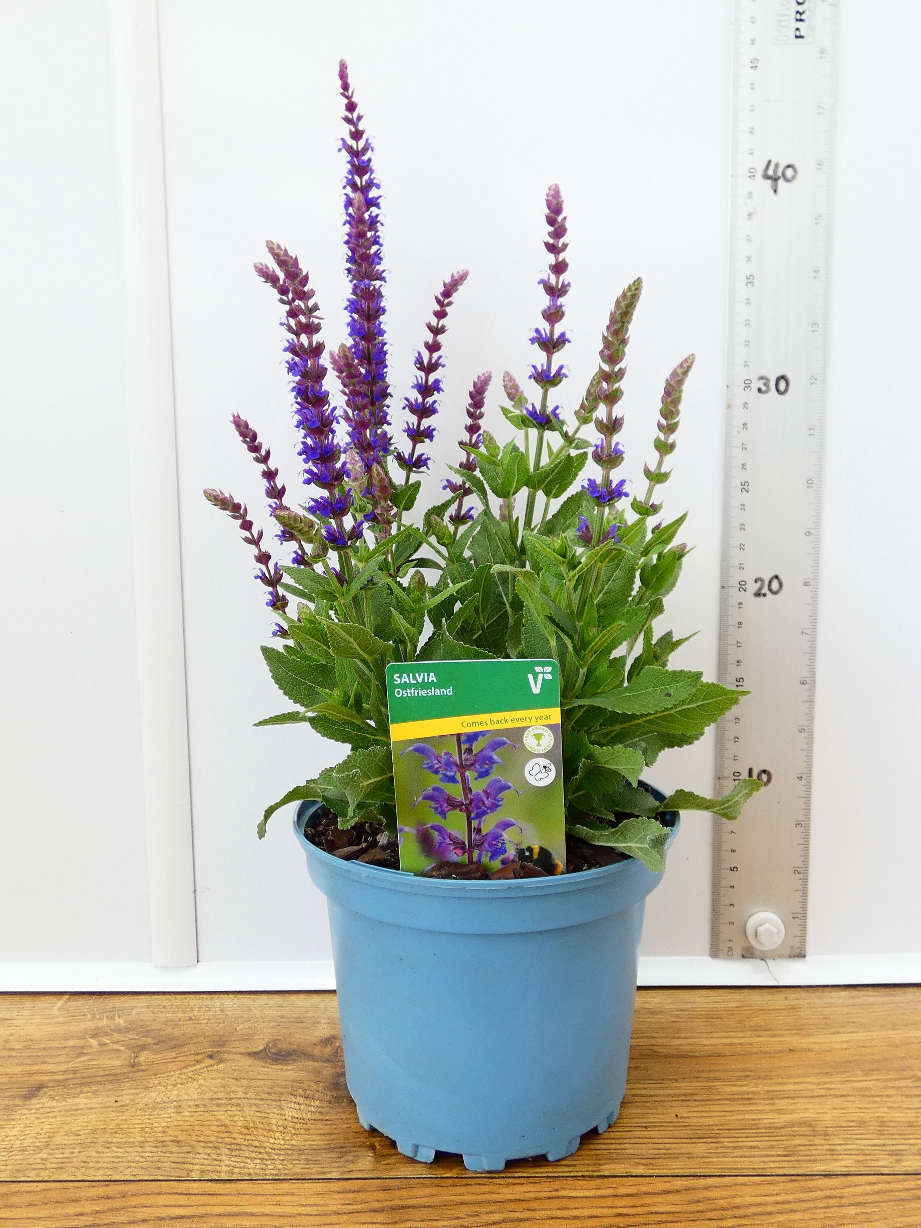 Salvia 'Ost Friesland' (2ltr)