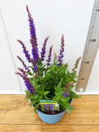 Salvia 'Ost Friesland' (2ltr)