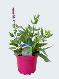 Salvia Caradonna 'Pink' (2ltr)