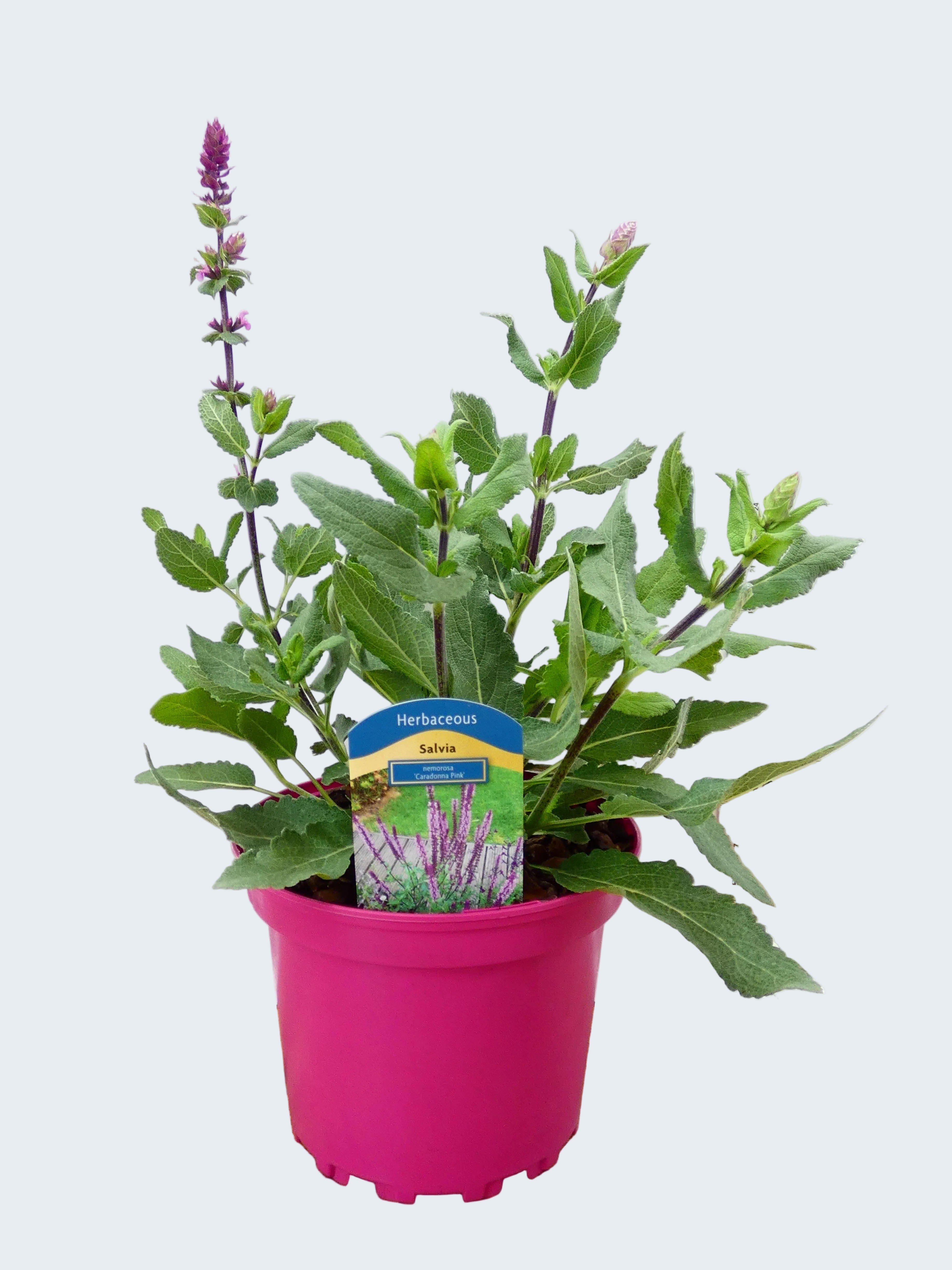 Salvia Caradonna 'Pink' (2ltr)