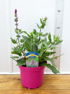 Salvia Caradonna 'Pink' (2ltr)