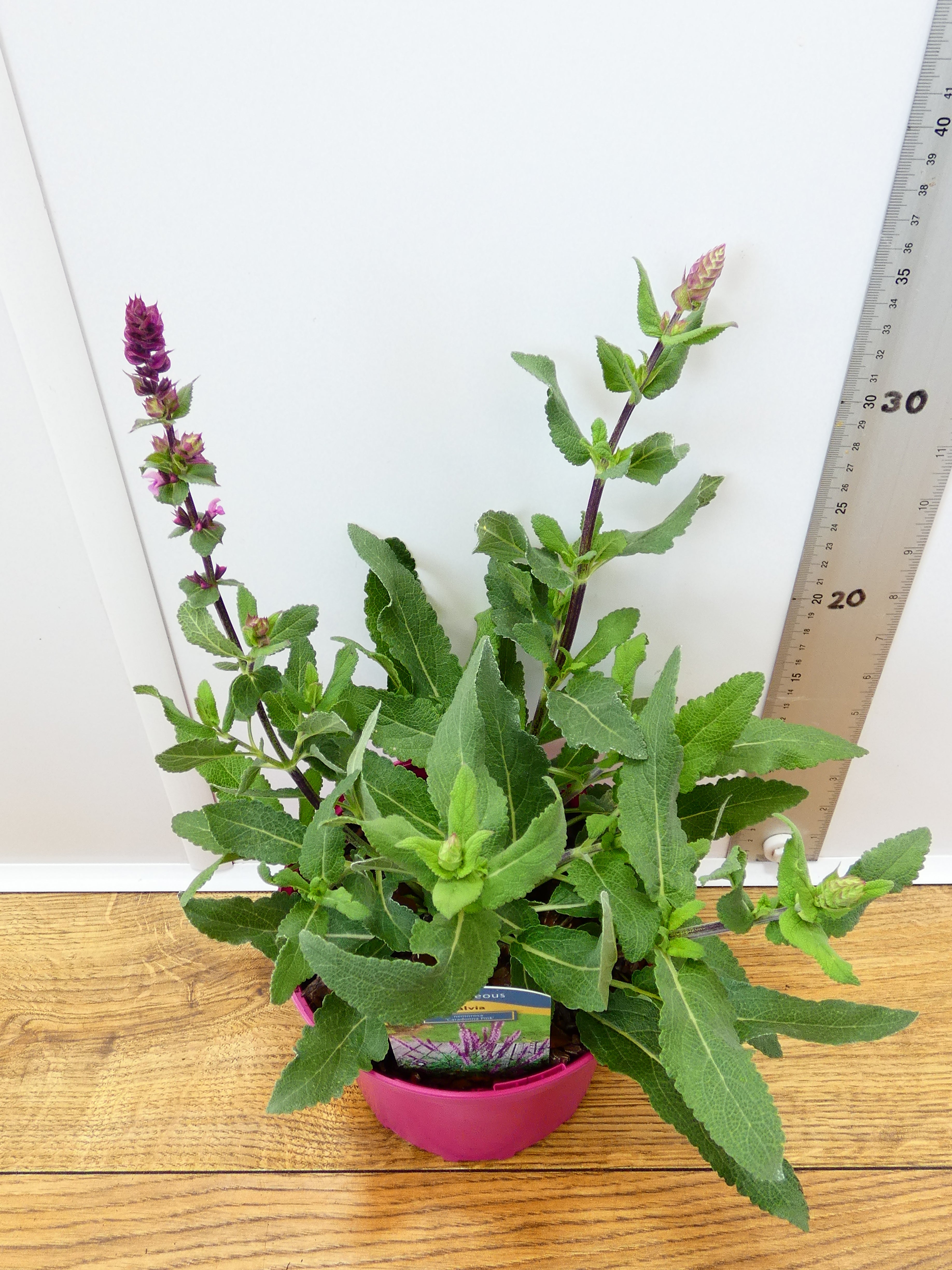 Salvia Caradonna 'Pink' (2ltr)