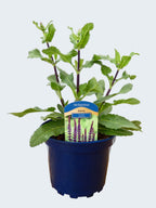 Salvia 'Caradonna' (2ltr)