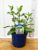 Salvia 'Caradonna' (2ltr)