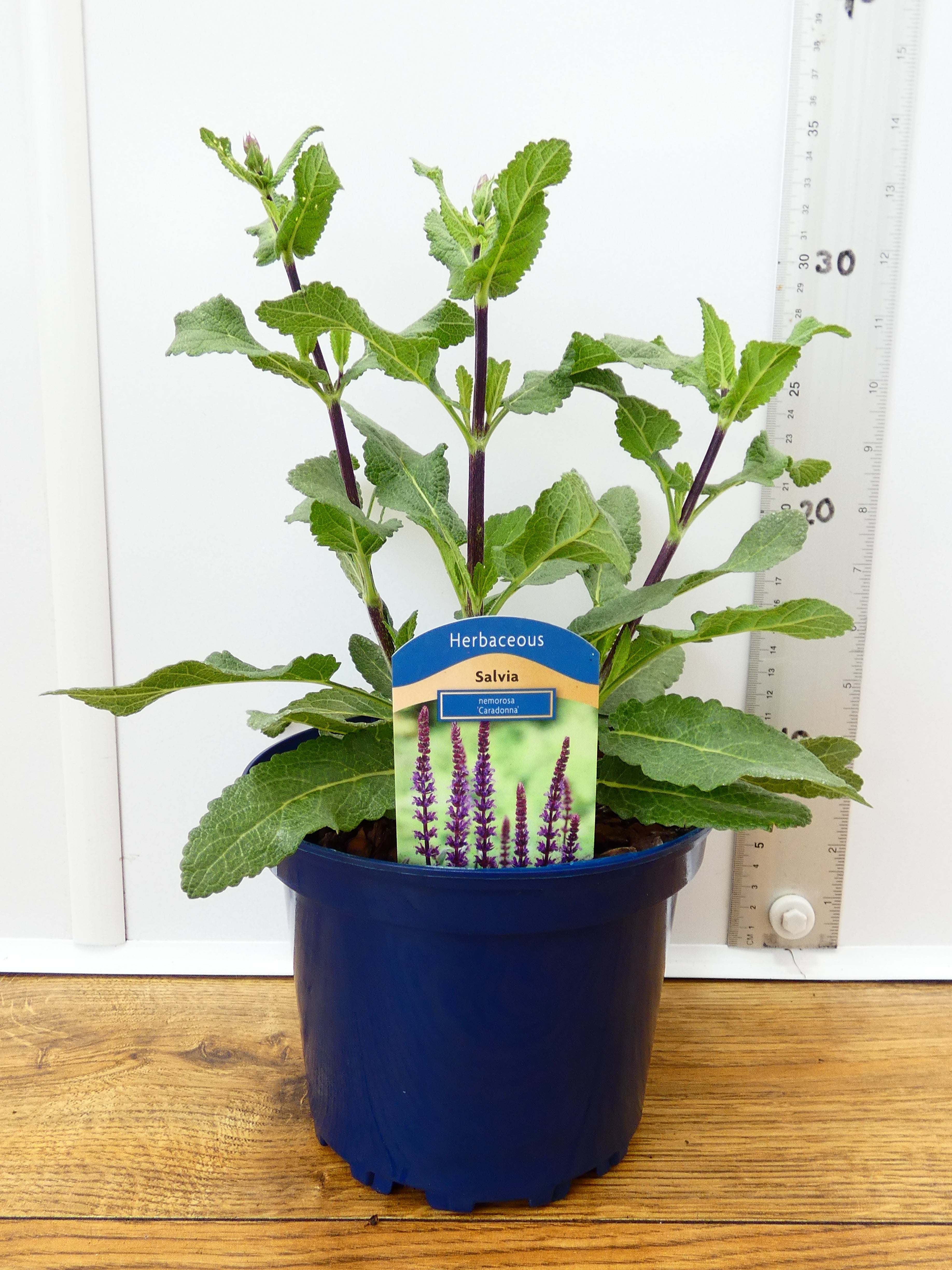 Salvia 'Caradonna' (2ltr)